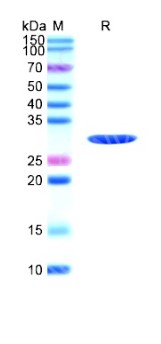 SDS-PAGE (C1QTNF1-0053H).jpg